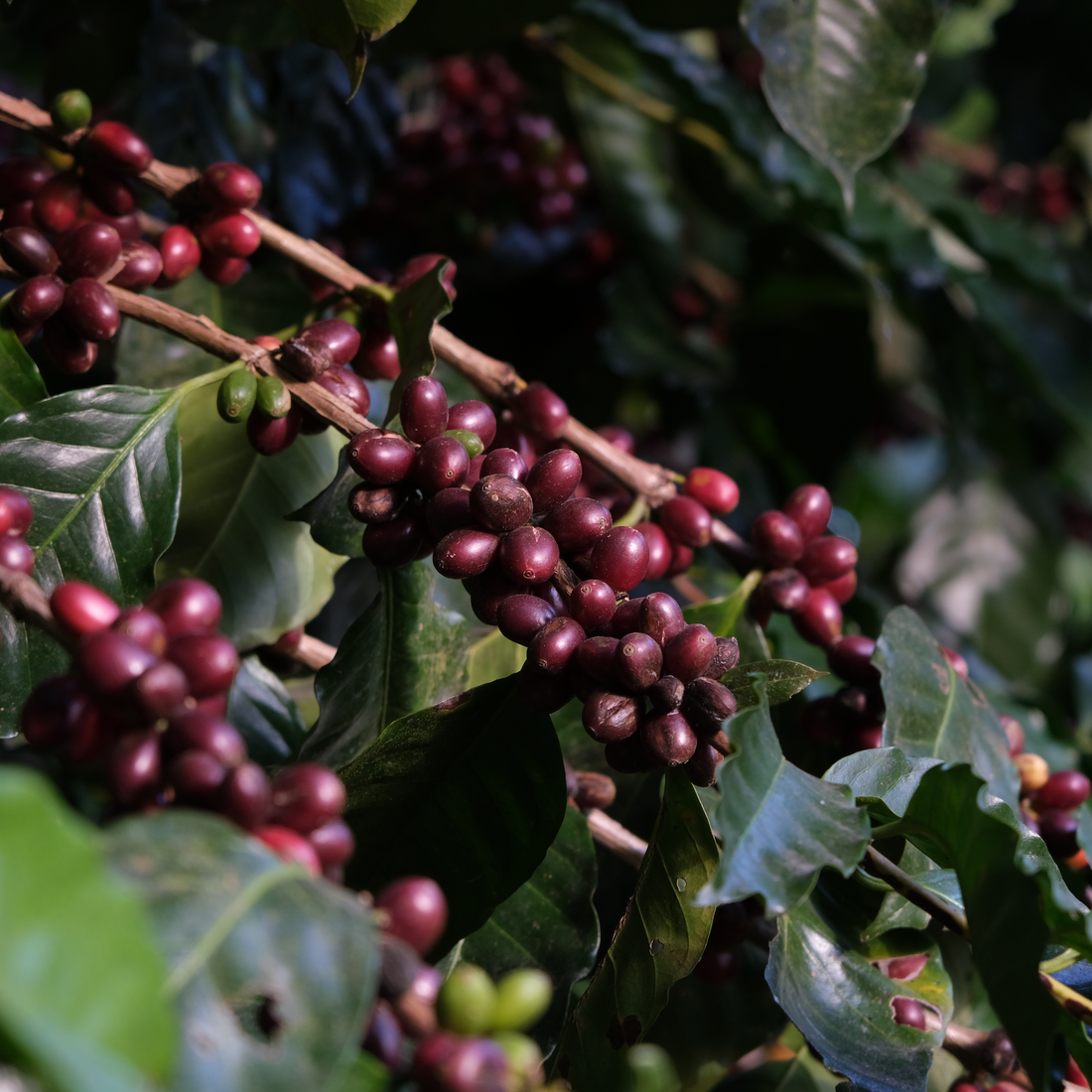 Guatemala Tasting Series