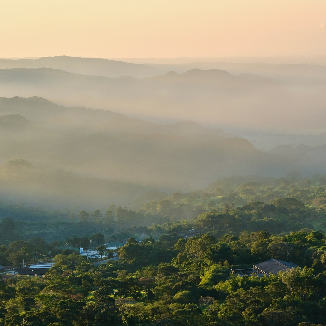 Guatemala Tasting Series