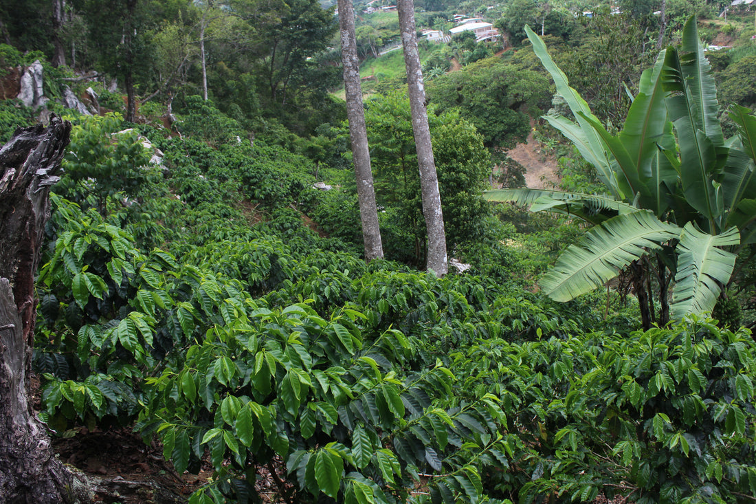Honduras Ignacio Dominguez