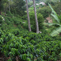 Honduras Ignacio Dominguez